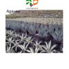 Agaves-cuidados-cactus-plantas-ryd-costa-daurada-venta-compra-decoracion-jardin