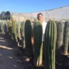 Cactus-Columnares-150cm-180cm-C50-ryd-costa-daurada-compra-cactus