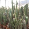 Cactus-Columnares-C30-ryd-costa-daurada-compra-cactus