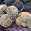 Cactus-Grusoni-grupos–ryd-costadaurada-costa-daurada