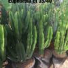 Cactus-euphorbia-ryd-costa-daurada