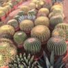 Cactus-varios-Bola-ryd-costadaurada-costa-daurada