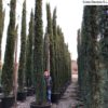 Cupressus-sempervirens-Stricta-ryd-costa-daurada