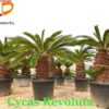 Cycas-Revoluta-ryd-costa-daurada