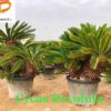 Cycas-Revoluta-ryd-costa-daurada-venta-palmeras