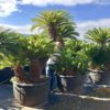 Cycas-ejemplar-Contenedor-500-litros-ryd-costa-daurada