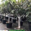 Ficus-carica-20-40-ryd-costa-daurada