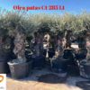 Olea-Patas-Contenedor-285-Litros-ryd-costa-daurada