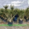 Olea-europaea-Arbequina-Candelabro-piel-joven-ryd-costadaurada-costadaurada-compra-venta