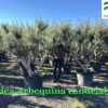 Olea-europaea-Arbequina-Candelabro-piel-joven-ryd-costadaurada-costadaurada-compraventa-olivo