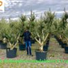 Olea-europaea-Arbequina-Candelabro-piel-joven-ryd-costadaurada-costadaurada-olivo-compra-venta