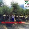 Olea-europaea-Arbequina-contenedor-500-venta-litros-rydcostadaurada-costa-daurada