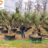 Olea-europaea-Arbequina-grande-Ramificado-malla-ryd-costadaurada-compra-olivos-venta