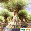 Olea-europaea-Lechin-140-180-cm-ryd-costa-daurada