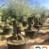 Olea-europaea-Patas-Contenedor-285-Litros-ryd-costadaurada