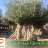 Olea-europaea-Patas-ejemplar-ryd-costa-daurada