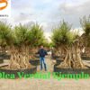 Olea-europaea-Verdial-Ejemplar-ryd-costa-daurada-ejemplares-olivos-venta