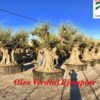 Olea-europaea-Verdial-Ejemplar-ryd-costa-daurada-olivos-venta-compra-costadaurada