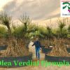 Olea-europaea-Verdial-Ejemplar-ryd-costa-daurada-venta-compra-olivos-rydcostadaurada