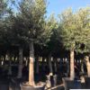 Olea-europaea-piel-joven-20-40-cm-ryd-costa-daurada-costadaurada