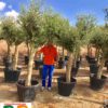 Olea-europaea-piel-joven-40-50-ryd-costa-daurada-olivos-venta