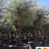 Olea-europaea-piel-joven-vieja-40-60-60-80-ryd-costadaurada-venta-arboles