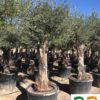 Olea-europaea-piel-joven-vieja-40-60-60-80-ryd-costadaurada-venta-arboles-compra-olivos