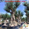 Olea-europeae-del-Pais-varios-ryd-costa-daurada-venta-olivos