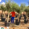 Olea-europeae-piel-joven-tamaño-40-50-cm