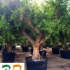 Punica-Granatum-D-ryd-costadaurada-venta-granados