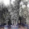 Quercus-Ilex-Contenedor-1000-litros-costa-daurada-ryd-costadaurada-rydcostadaurada-compra