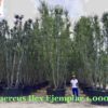 Quercus-Ilex-Contenedor-1000-litros-costa-daurada-ryd-costadaurada-venta-arboles