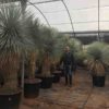 Yucca-Rostrata-Ejemplar-ryd-costa-daurada