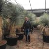 Yucca-Rostrata-Ejemplar-ryd-costa-daurada-cactus