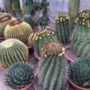 cactus-ejemplares-ryd-costa-daurada