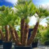 Chamaerops-Humilis-palmacea-ryd-costadaurada-decoracion-jardines