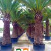 Phoenix-Canariensis-ryd-costadaurada-palmacea