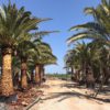 palms-Phoenix-Canariensis-ryd-costadaurada