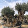 olea-europae-ejemplares-impresionantes-rydcostadaurada-olivosdobles